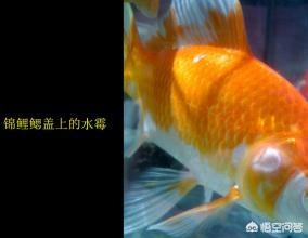 狮子头金鱼头发白:狮子头金鱼鼻子旁长出白色的东西是病吗？