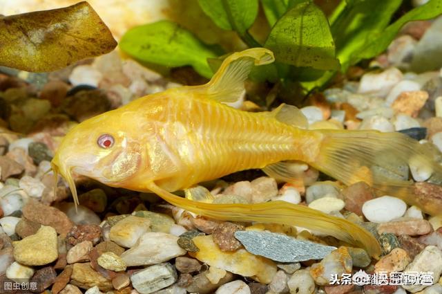 黄金清道夫吃什么:金鱼跟什么吃青苔的鱼混养？