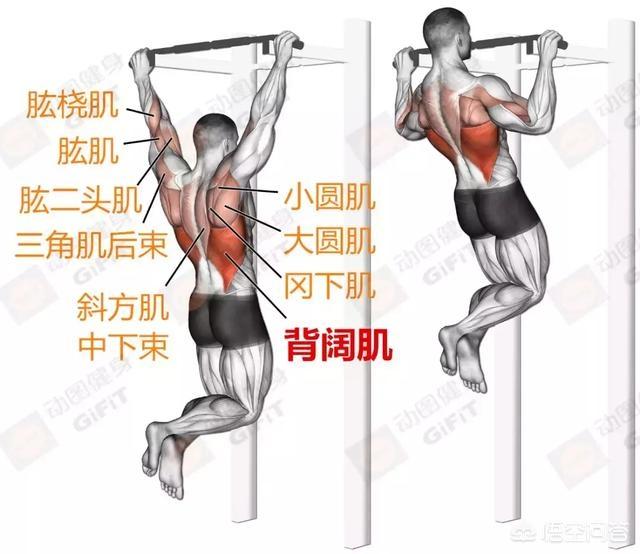 拟厦鸟鸟巢:问一下朋友们这是什么鸟？ 四喜鸟鸟巢