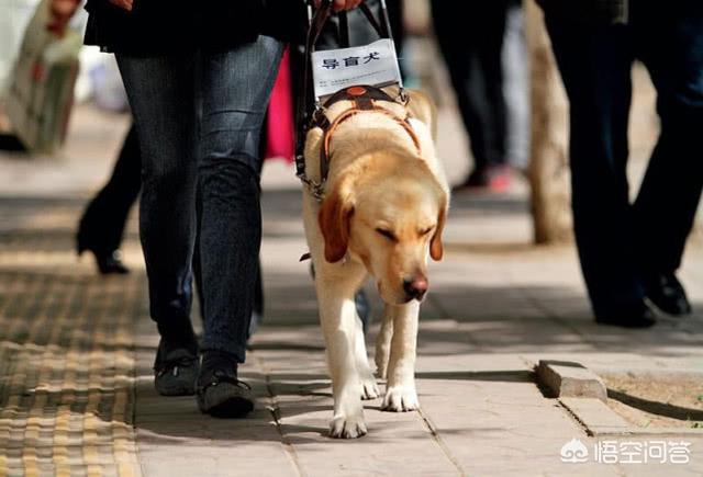 导盲犬小q是什么狗:如何评价任达华和梁咏琪主演的电影《小Q》？ 导盲犬小q里的冬菇是什么狗