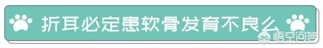 折耳猫为什么不能养:如何劝说母亲不要繁殖折耳猫？