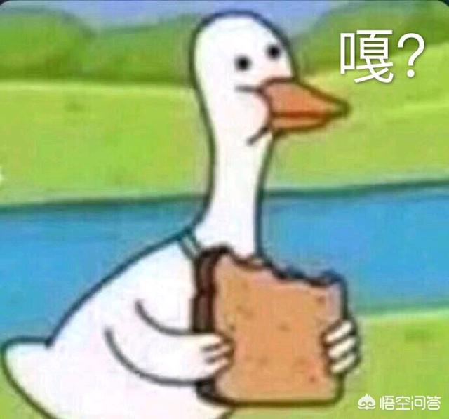 中国宠物俱乐部观赏鱼:入行宠物鱼、观赏鱼行业，怎么样？