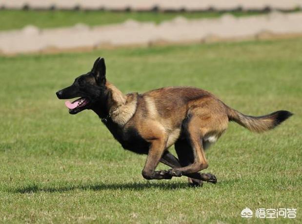 警犬狗起名字:我们常见的警犬是哪些狗狗？
