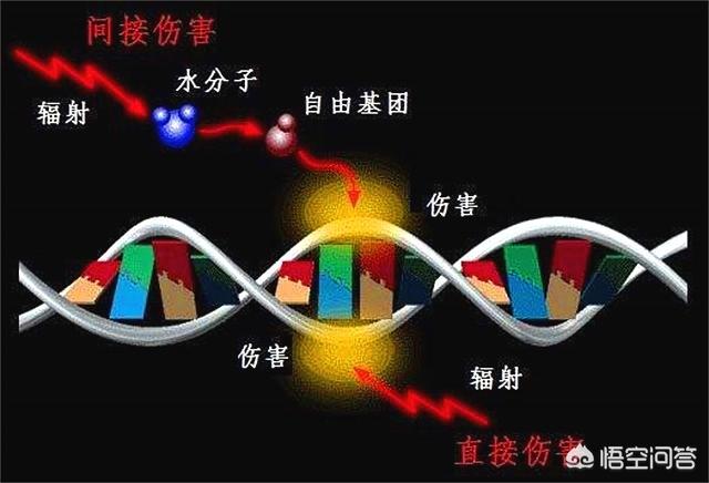 切尔诺贝利事故:切尔诺贝利辐射严重，人类动物全都远离，植物为何不怕辐射