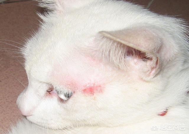 猫咪舔了皮特芬:母猫绝育以后第三天还是第四天舔了伤口怎么办？