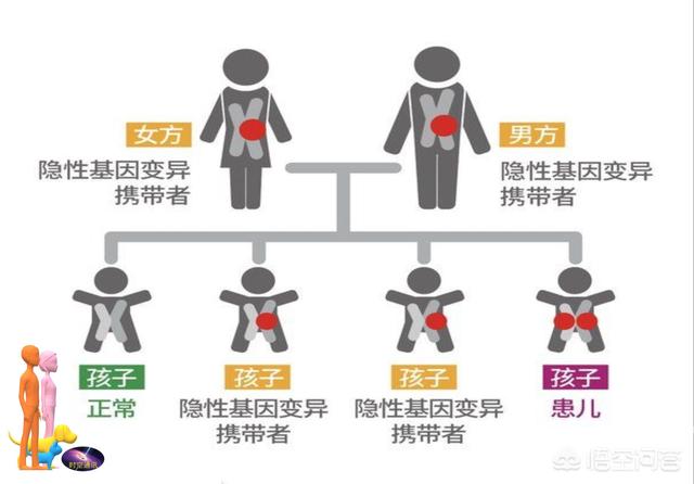 狗的性器官和人的性器官:是否已经证实，人类和其它动物都有“生殖隔离”？