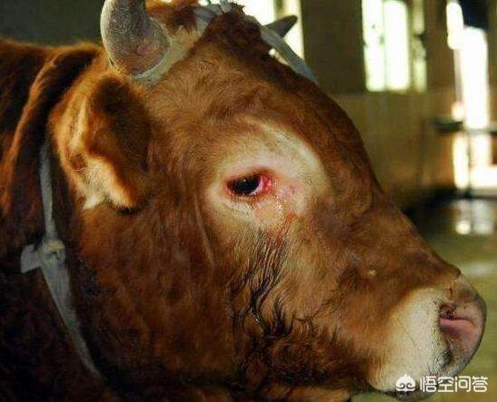 松师犬如何防止淌眼泪:导致萨摩耶有泪痕的原因是什么？