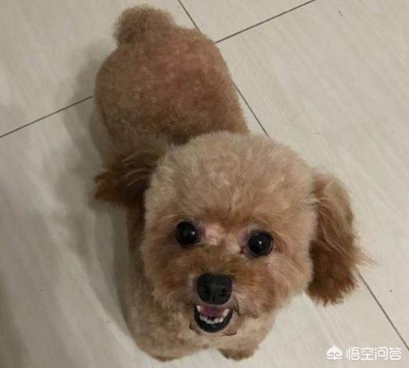 女生为什么不能养泰迪事情:泰迪犬有哪些不好的行为是不能纵容的呢？