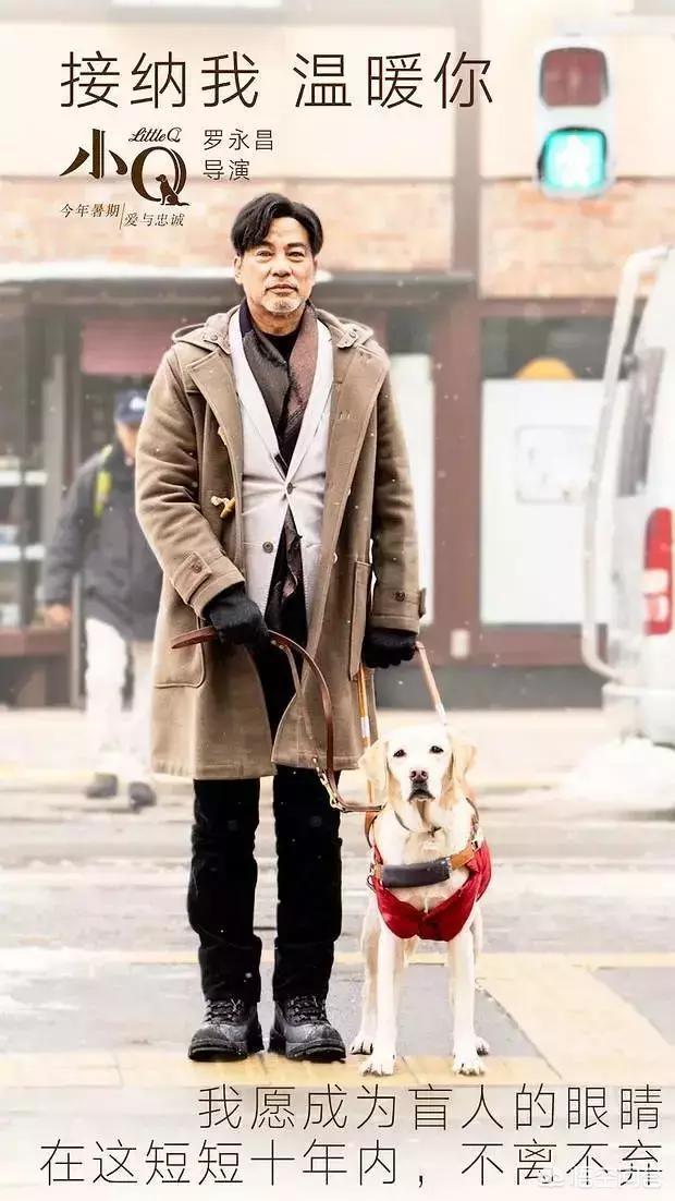 导肓犬小q在线观看:从《导盲犬小Q》中我们可以看出什么？