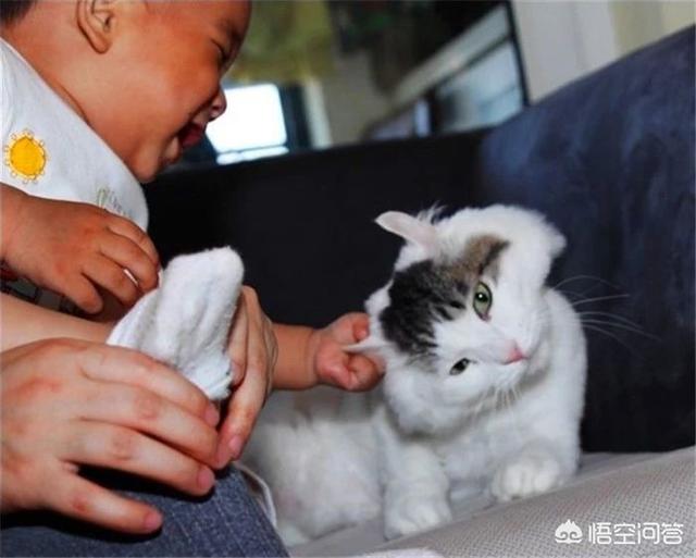 炸弹宠物:如何让猫咪适应和新生儿共处一室？ 炸弹宠物配方