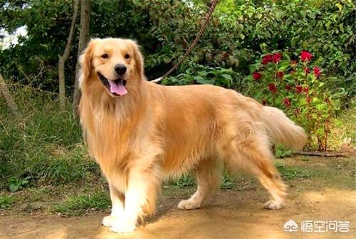 黑金毛犬图片:普通金毛和纯种金毛有何区别？养哪种更好？