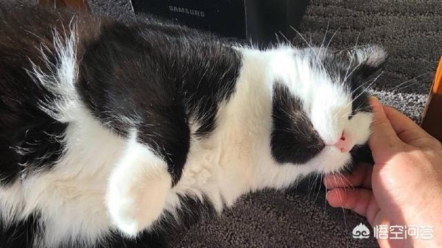 折耳猫踩奶是什么意思:猫往人身上蹭是什么意思？