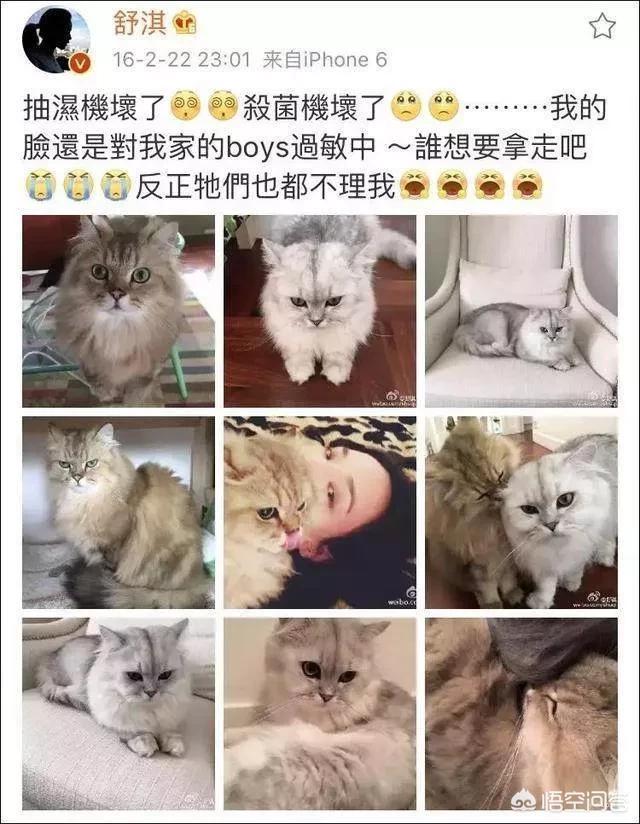 花狸猫娱乐社区:猫咪太粘人，有办法解决吗？