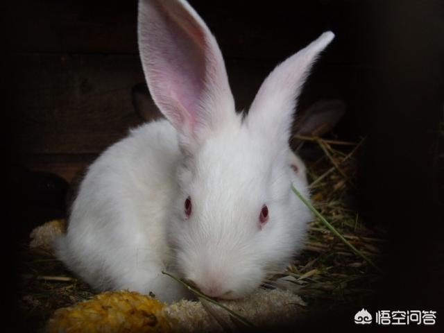 兔子眼睛有白色粘液，兔子眼睛分泌白色粘液，兔子眼睛成白色的粘液什么情况