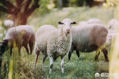 头条问答 小羊的耳朵为什么会竖着 小海的足迹的回答 0赞