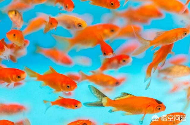 观赏水族疾病防治学:#萌星人成长记#如何才能延长观赏鱼的寿命？