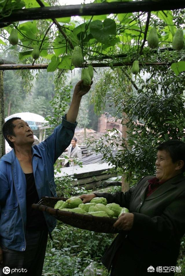 农村的佛手瓜如何播种，如何种植食用的嫩茎佛手瓜？