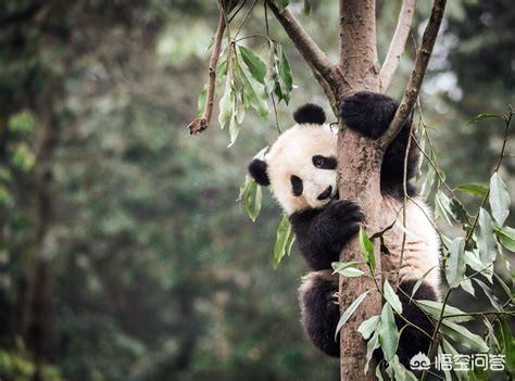 外国人真的喜欢大熊猫吗？
