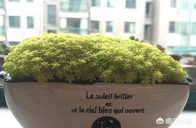黄金草的种植风险:一株黄金草种植，放到泥炭土表面可以吗？土要潮湿吗？