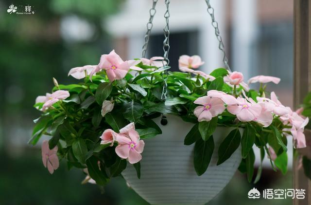 头条问答 长春花播种发芽后 可以直接晒太阳吗 2个回答