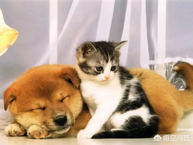 萌猫猫:为什么猫咪看起来很可爱？