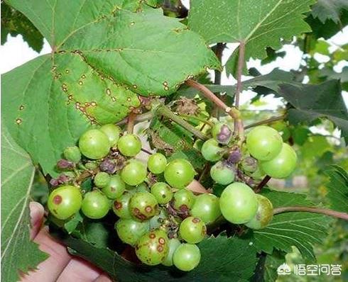 葡萄树的害虫有哪些:为什么今年葡萄上的蚧壳虫特别多？