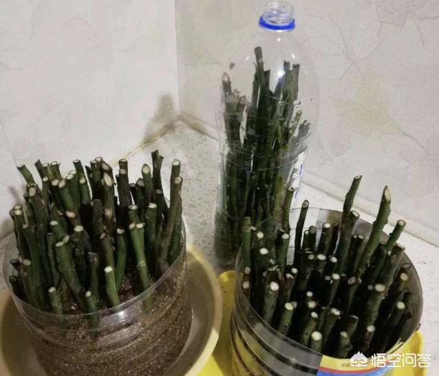 鲜切花的繁殖方式:花店扔掉的玫瑰花枝可以扦插吗？