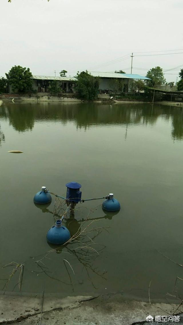水族疾病:养殖的草鱼发生了肠炎病，怎么办？ 水族的基本情况