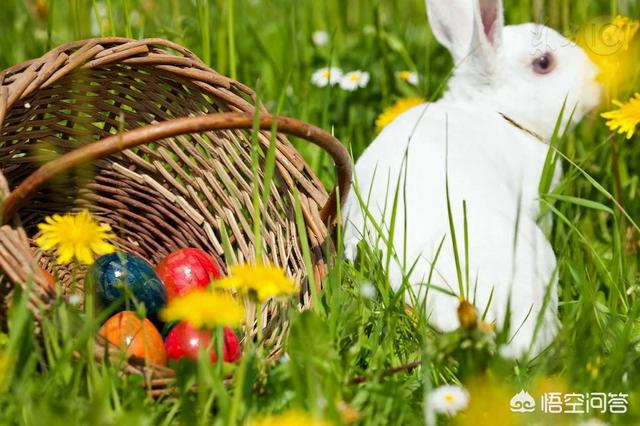 临沂宠物兔养殖场:养殖兔子有什么注意事项？