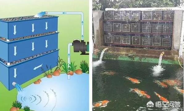 锦鲤鱼品种图:请问普通的金鱼和锦鲤有哪些区别，哪种金鱼最好看？