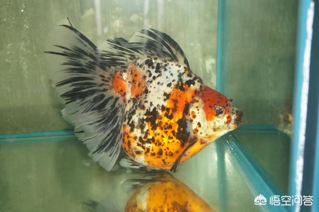 头条问答 有人说鲫鱼是金鱼的祖先 是真的吗 踏火逍遥说鱼的回答 0赞