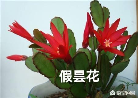 假昙花群:蟹爪兰假昙花仙人指怎样养护？