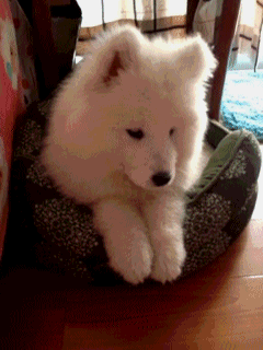 240_320竖版 竖屏gif 动态图 动图