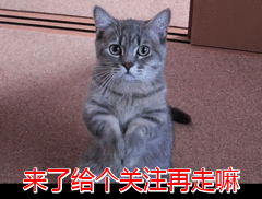 猫咪帮你踩奶是什么意思:你有过猫咪在手心踩奶的经历吗？是什么感觉？