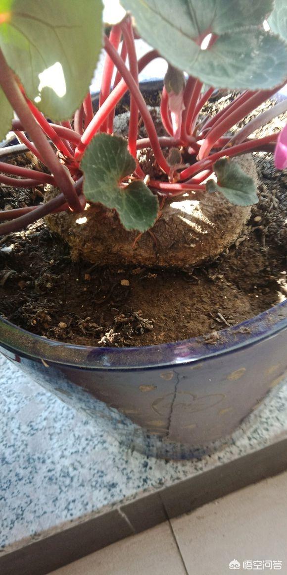 头条问答 - 仙客来种球,应该怎么保存?才会开花?(10个回答)