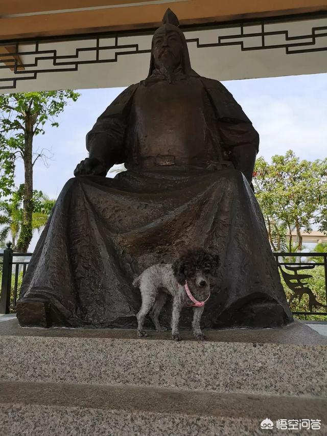 灰色泰迪犬图片:灰泰迪三个半月怎么还不返灰？