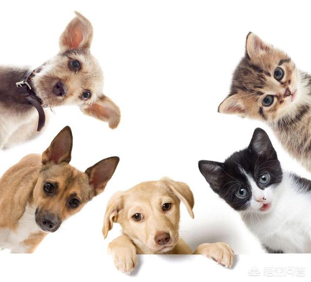 女生养猫好吗:一般女孩子喜欢养猫还是狗呢，占比多少？