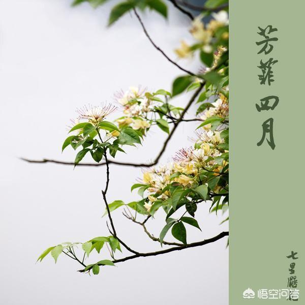 如何用一首诗歌赞美人间四月天？