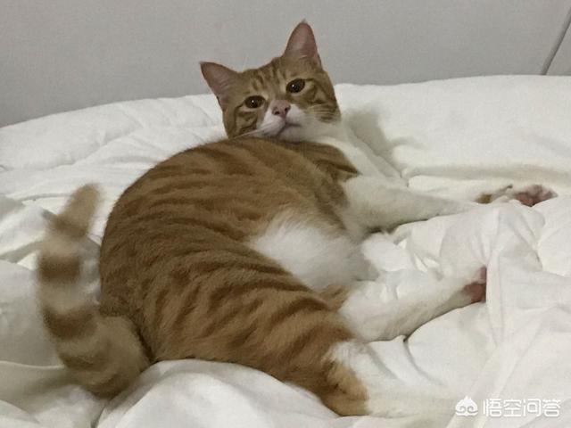 猫传染性腹膜炎试纸:我家猫猫因为猫传腹做了安乐死，多久可以再次养猫？
