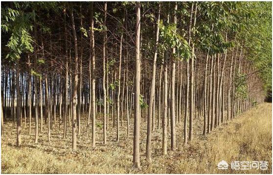 种植桉树的经济效益，在农村种植桉树和杉树哪个经济效益高
