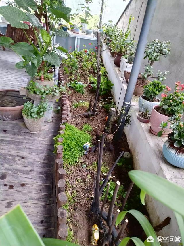 怎么做院子围墙又便宜又好看？插图12