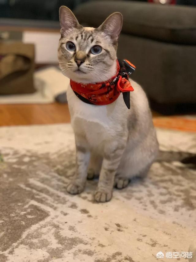 各位有什么深刻的养猫经验分享吗？