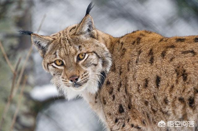 金猫和狞猫:最大的猫属动物能打得过最小的豹属动物吗？