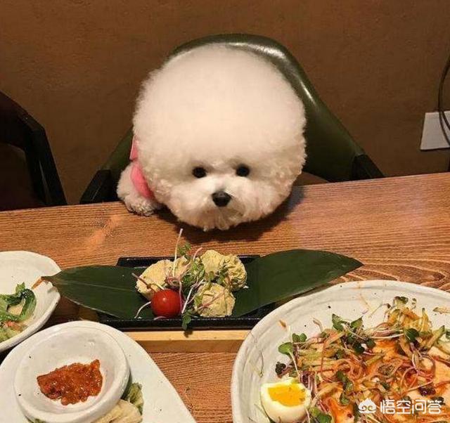 比熊图片:饲养比熊犬，有什么事情是主人要做好的呢？