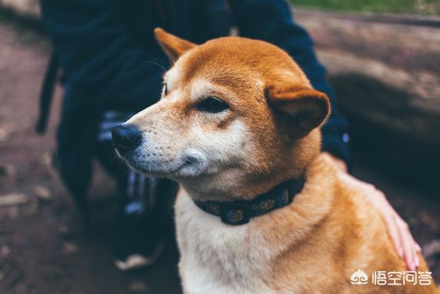 贝生吉犬是种好奇心很旺盛的狗:12星座对应的狗狗是哪些？