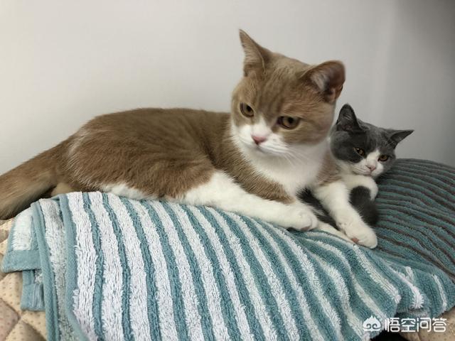 英短母猫不会发腮吗？