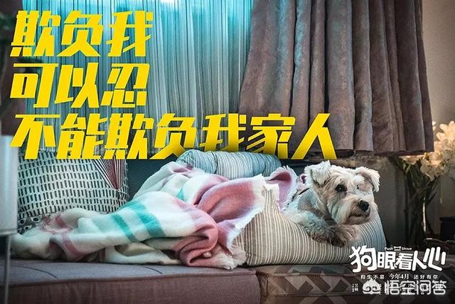 人狗情缘演员介绍:《狗眼看人心》即将催泪上线，能否扛起国产“狗片”大旗？