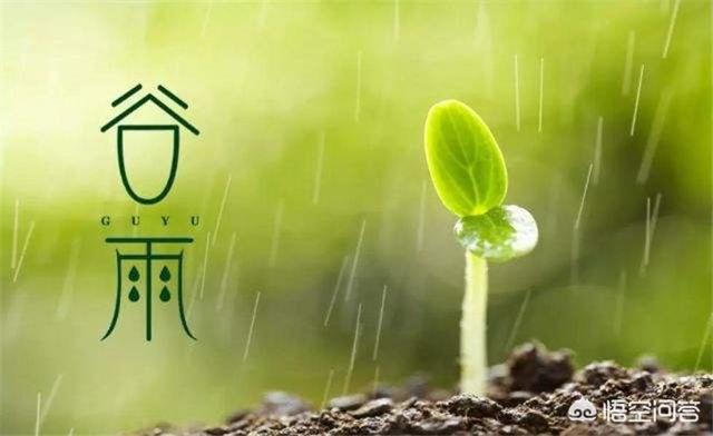 头条问答 - 农村俗语"谷雨有雨棉花肥,谷雨有雨好种棉"是什么意思?