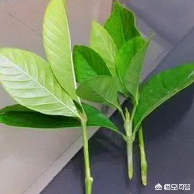 栀子花怎么扦插,当年扦插的栀子花，能开花吗？