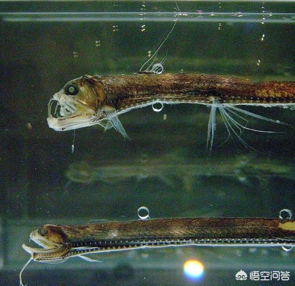 江苏盐城抹香鲸的图片:海洋深处压力究竟有多强？核潜艇都被压碎成废铁，鲸鱼为何没事？